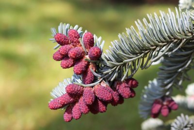 Abies procera 'Argentea' - jedle stříbrná - samčí šištice detail